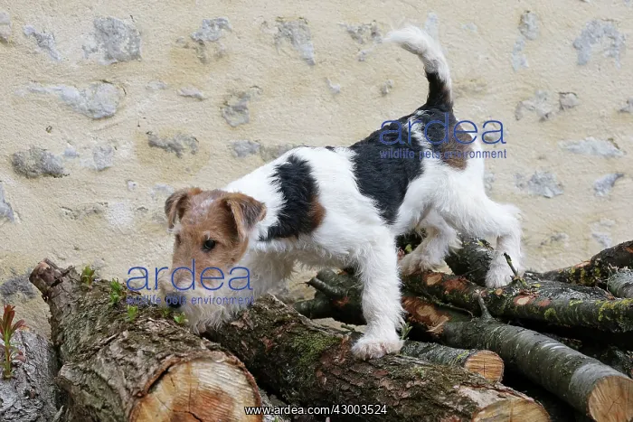 : Dog - Wire-haired / Wirehaired Fox Terrier puppy : Dog - Wire-haired / Wirehaired Fox Terrier puppy