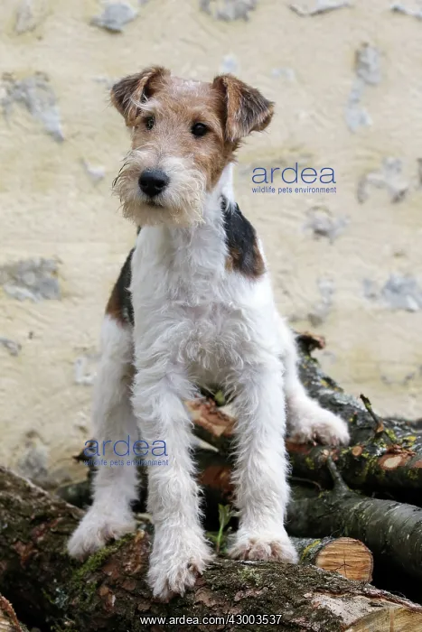 : Dog - Wire-haired / Wirehaired Fox Terrier puppy : Dog - Wire-haired / Wirehaired Fox Terrier puppy