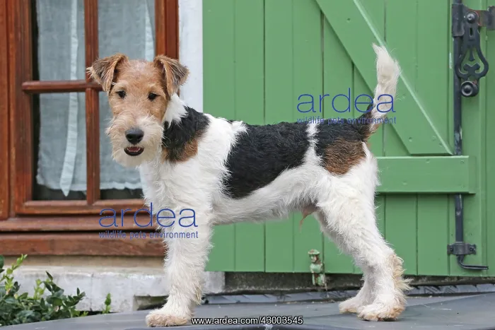 : Dog - Wire-haired / Wirehaired Fox Terrier puppy : Dog - Wire-haired / Wirehaired Fox Terrier puppy
