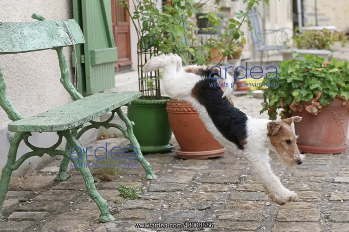 : Dog - Wire-haired / Wirehaired Fox Terrier puppy : Dog - Wire-haired / Wirehaired Fox Terrier puppy