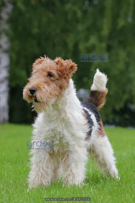 : Dog - Wire-haired / Wirehaired Fox Terrier puppy : Dog - Wire-haired / Wirehaired Fox Terrier puppy