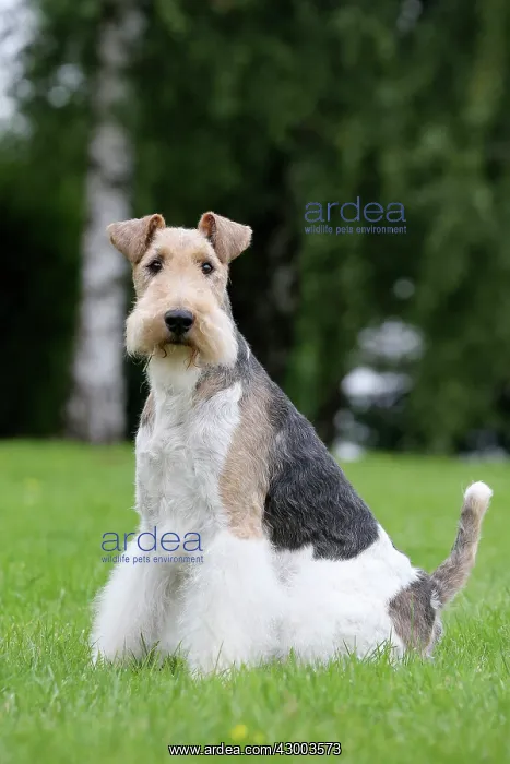 : Dog - Wire-haired / Wirehaired Fox Terrier puppy : Dog - Wire-haired / Wirehaired Fox Terrier puppy