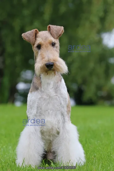 : Dog - Wire-haired / Wirehaired Fox Terrier puppy : Dog - Wire-haired / Wirehaired Fox Terrier puppy