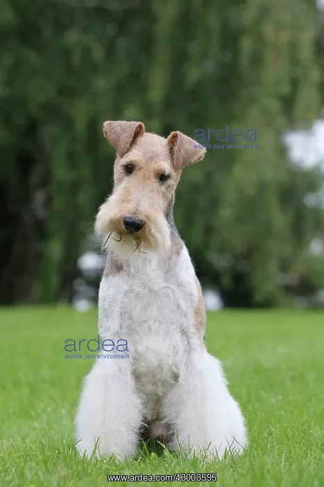 : Dog - Wire-haired / Wirehaired Fox Terrier puppy : Dog - Wire-haired / Wirehaired Fox Terrier puppy