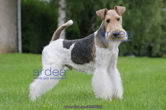 : Dog - Wire-haired / Wirehaired Fox Terrier puppy : Dog - Wire-haired / Wirehaired Fox Terrier puppy