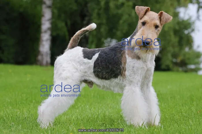 : Dog - Wire-haired / Wirehaired Fox Terrier puppy : Dog - Wire-haired / Wirehaired Fox Terrier puppy