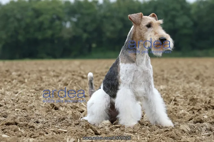 : Dog - Wire-haired / Wirehaired Fox Terrier puppy : Dog - Wire-haired / Wirehaired Fox Terrier puppy