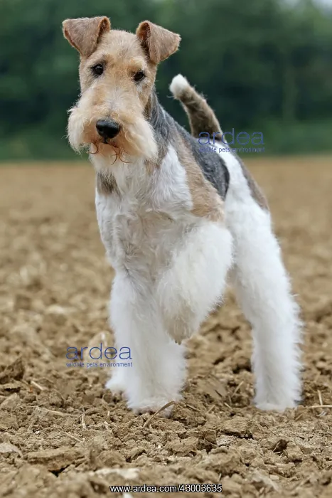 : Dog - Wire-haired / Wirehaired Fox Terrier puppy : Dog - Wire-haired / Wirehaired Fox Terrier puppy