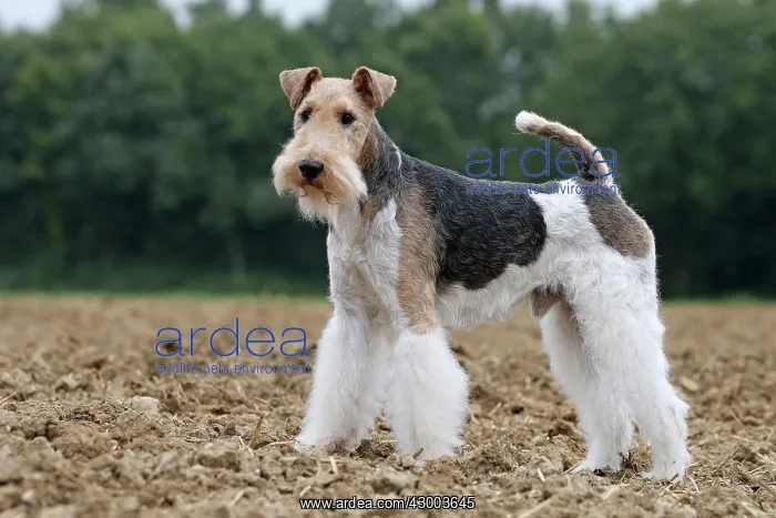 : Dog - Wire-haired / Wirehaired Fox Terrier puppy : Dog - Wire-haired / Wirehaired Fox Terrier puppy