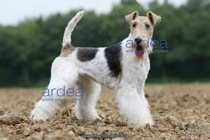  : Dog - Wire-haired  /  Wirehaired Fox Terrier puppy