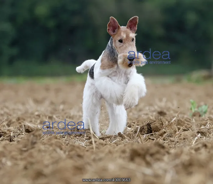 : Dog - Wire-haired / Wirehaired Fox Terrier puppy : Dog - Wire-haired / Wirehaired Fox Terrier puppy