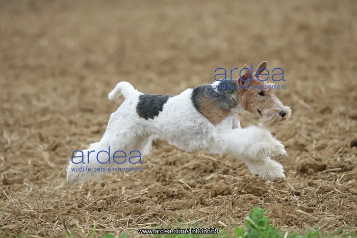 : Dog - Wire-haired / Wirehaired Fox Terrier puppy : Dog - Wire-haired / Wirehaired Fox Terrier puppy