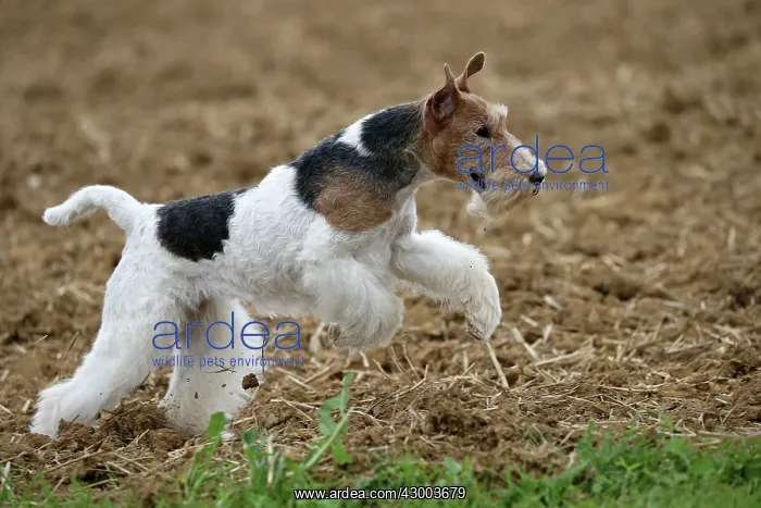 : Dog - Wire-haired / Wirehaired Fox Terrier puppy : Dog - Wire-haired / Wirehaired Fox Terrier puppy
