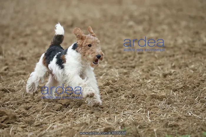: Dog - Wire-haired / Wirehaired Fox Terrier puppy : Dog - Wire-haired / Wirehaired Fox Terrier puppy