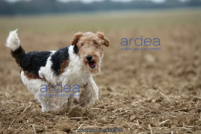 : Dog - Wire-haired / Wirehaired Fox Terrier puppy : Dog - Wire-haired / Wirehaired Fox Terrier puppy