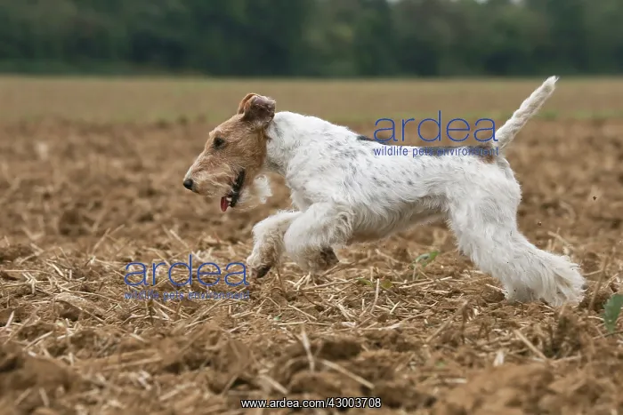: Dog - Wire-haired / Wirehaired Fox Terrier puppy : Dog - Wire-haired / Wirehaired Fox Terrier puppy