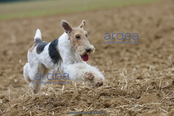 : Dog - Wire-haired / Wirehaired Fox Terrier puppy : Dog - Wire-haired / Wirehaired Fox Terrier puppy