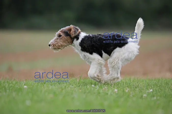 : Dog - Wire-haired / Wirehaired Fox Terrier puppy : Dog - Wire-haired / Wirehaired Fox Terrier puppy
