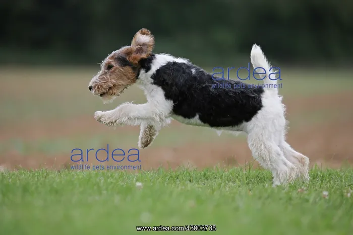  : Dog - Wire-haired  /  Wirehaired Fox Terrier puppy