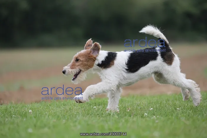 : Dog - Wire-haired / Wirehaired Fox Terrier puppy : Dog - Wire-haired / Wirehaired Fox Terrier puppy