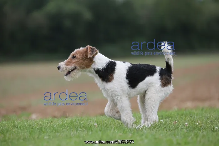 : Dog - Wire-haired / Wirehaired Fox Terrier puppy : Dog - Wire-haired / Wirehaired Fox Terrier puppy