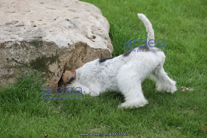 : Dog - Wire-haired / Wirehaired Fox Terrier puppy : Dog - Wire-haired / Wirehaired Fox Terrier puppy