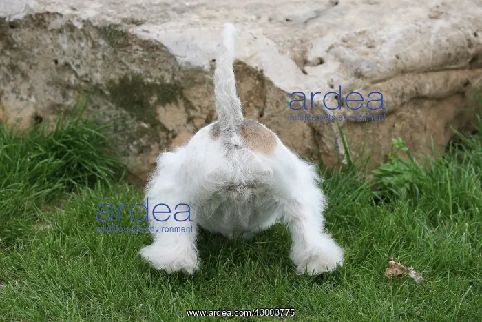 : Dog - Wire-haired / Wirehaired Fox Terrier puppy : Dog - Wire-haired / Wirehaired Fox Terrier puppy
