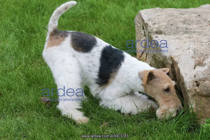  : Dog - Wire-haired  /  Wirehaired Fox Terrier puppy