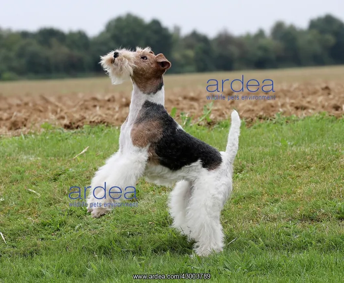 : Dog - Wire-haired / Wirehaired Fox Terrier puppy : Dog - Wire-haired / Wirehaired Fox Terrier puppy