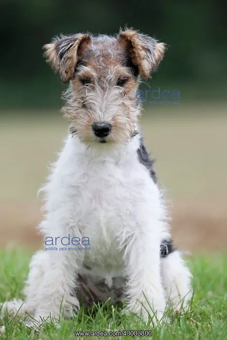 : Dog - Wire-haired / Wirehaired Fox Terrier puppy : Dog - Wire-haired / Wirehaired Fox Terrier puppy
