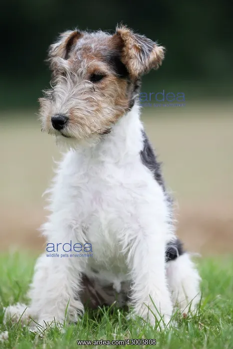 : Dog - Wire-haired / Wirehaired Fox Terrier puppy : Dog - Wire-haired / Wirehaired Fox Terrier puppy