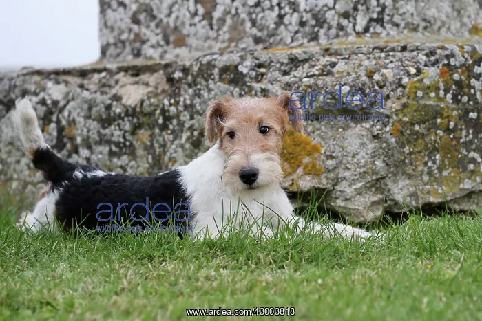 : Dog - Wire-haired / Wirehaired Fox Terrier puppy : Dog - Wire-haired / Wirehaired Fox Terrier puppy