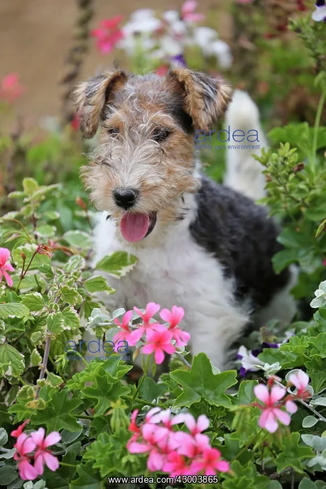 : Dog - Wire-haired / Wirehaired Fox Terrier puppy : Dog - Wire-haired / Wirehaired Fox Terrier puppy