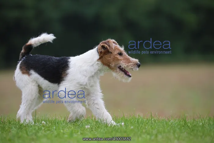 : Dog - Wire-haired / Wirehaired Fox Terrier puppy : Dog - Wire-haired / Wirehaired Fox Terrier puppy