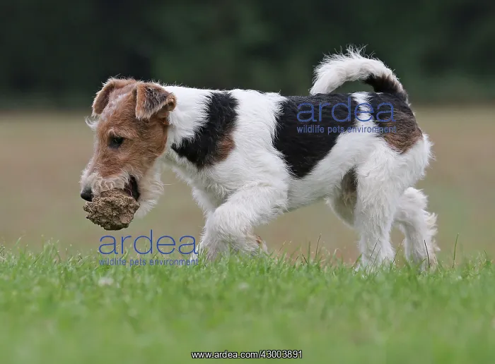 : Dog - Wire-haired / Wirehaired Fox Terrier puppy : Dog - Wire-haired / Wirehaired Fox Terrier puppy