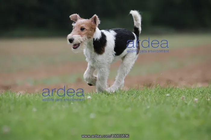  : Dog - Wire-haired  /  Wirehaired Fox Terrier puppy