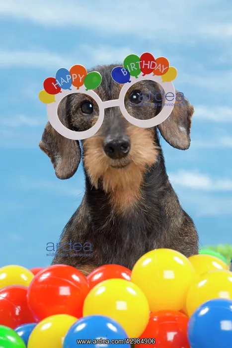 : Dog - Wirehaired Dachshund with coloured balls : Dog - Wirehaired Dachshund with coloured balls