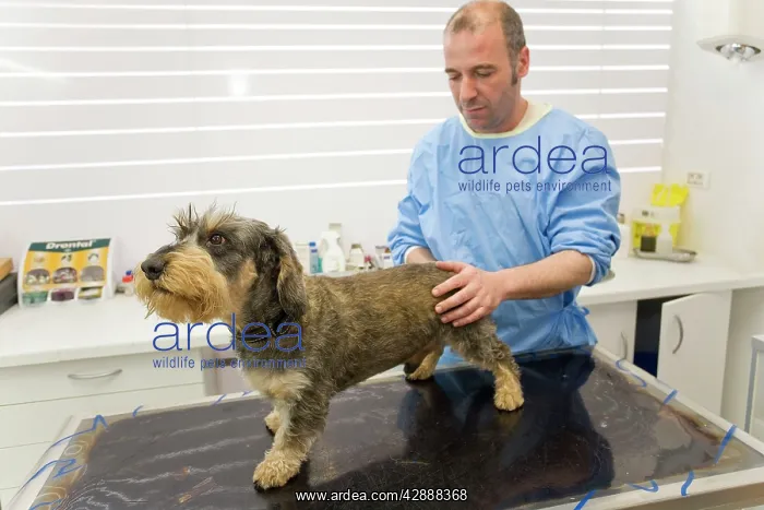 : Dog - Wirehaired Dachshund being examined by vet : Dog - Wirehaired Dachshund being examined by vet