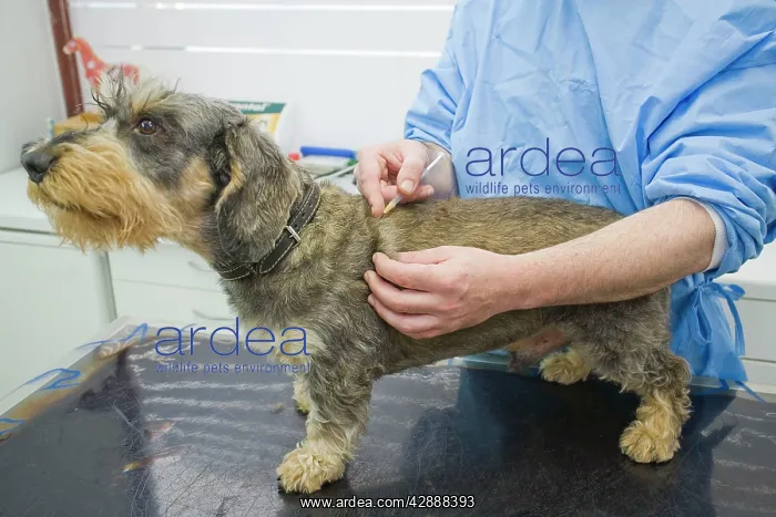 : Dog - Wirehaired Dachshund being examined by vet : Dog - Wirehaired Dachshund being examined by vet