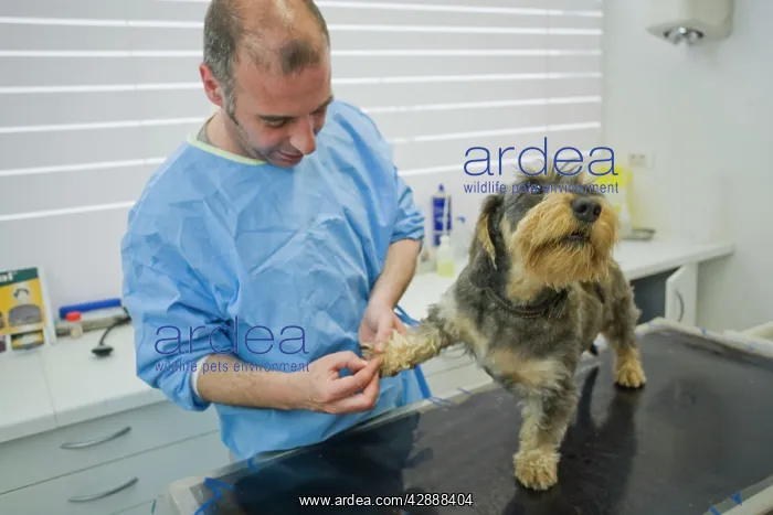 : Dog - Wirehaired Dachshund being examined by vet : Dog - Wirehaired Dachshund being examined by vet