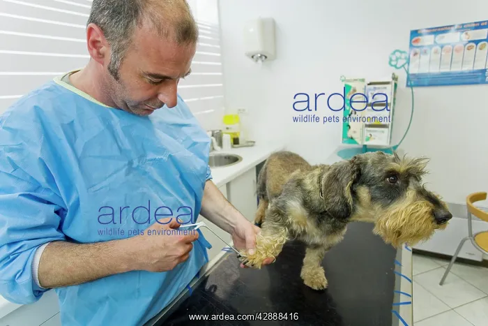 : Dog - Wirehaired Dachshund being examined by vet : Dog - Wirehaired Dachshund being examined by vet