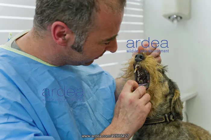 : Dog - Wirehaired Dachshund being examined by vet : Dog - Wirehaired Dachshund being examined by vet