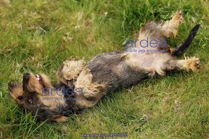 : Dog - Wirehaired Dachshund - rolling on back : Dog - Wirehaired Dachshund - rolling on back