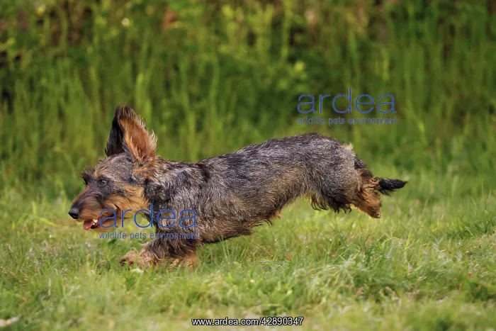 : Dog - Wirehaired Dachshund - running : Dog - Wirehaired Dachshund - running