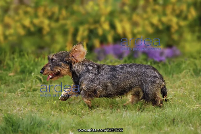 : Dog - Wirehaired Dachshund - running : Dog - Wirehaired Dachshund - running