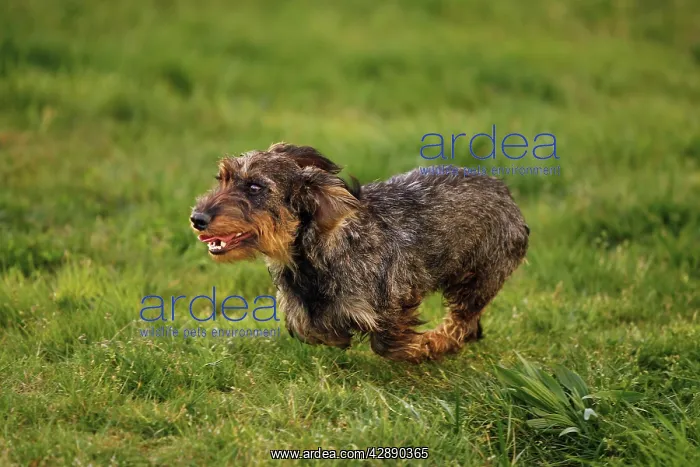 : Dog - Wirehaired Dachshund - running : Dog - Wirehaired Dachshund - running