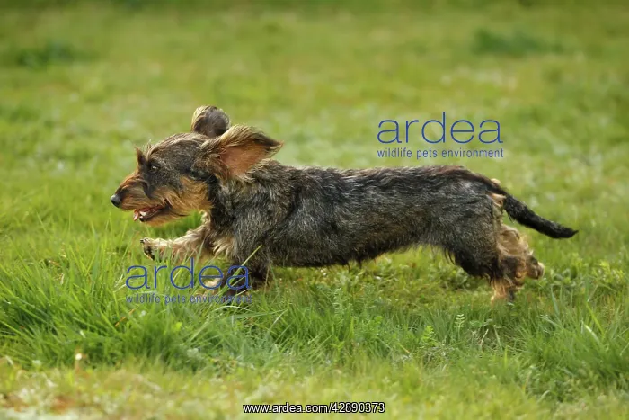 : Dog - Wirehaired Dachshund - running : Dog - Wirehaired Dachshund - running