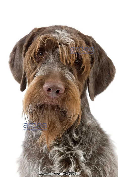 : Dog - Wirehaired Pointing Griffon / Korthals Griffon Dog : Dog - Wirehaired Pointing Griffon / Korthals Griffon Dog
