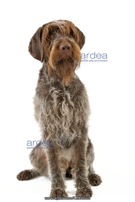 : Dog - Wirehaired Pointing Griffon / Korthals Griffon Dog : Dog - Wirehaired Pointing Griffon / Korthals Griffon Dog