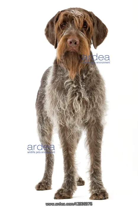 : Dog - Wirehaired Pointing Griffon / Korthals Griffon Dog : Dog - Wirehaired Pointing Griffon / Korthals Griffon Dog